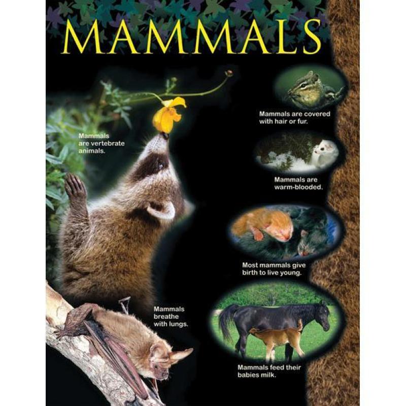 CTP1163 Mammals Animal Classification Chart