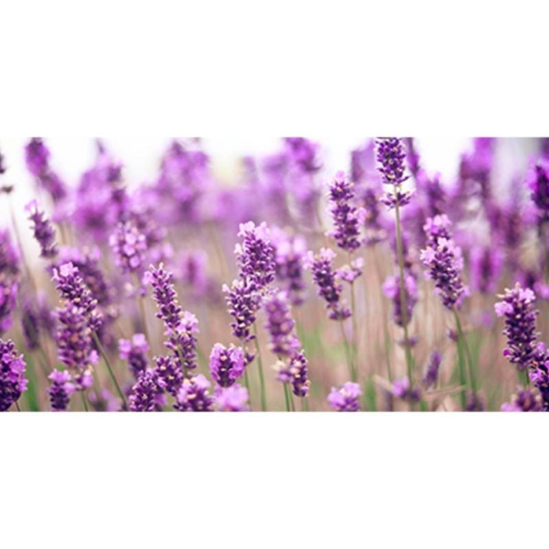 Buy DoTERRA USA Lavender Essential Oil x 15ml Singapore