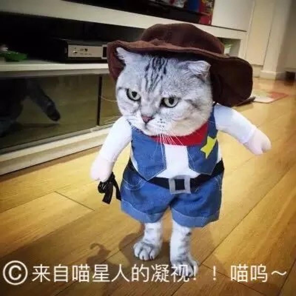 Прикольный костюм для кота